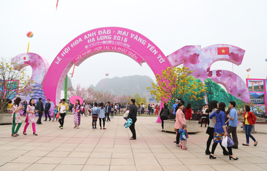Lễ hội hoa anh đào - mai vàng Yên Tử, Hạ Long năm 2016. Ảnh L.N.